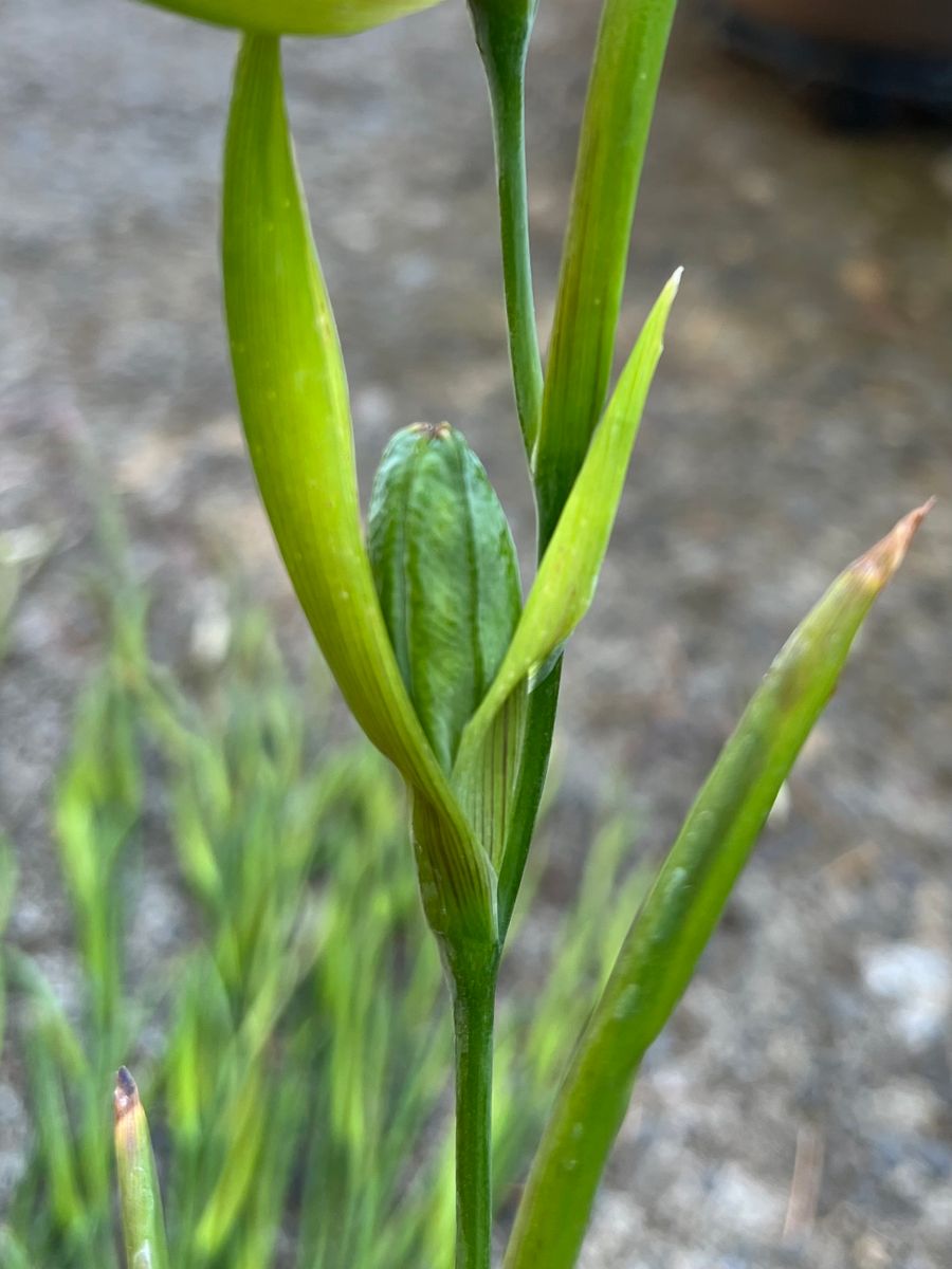 アシダンセラをわさわさ咲かせたい😁 8/29 花茎を全部処理しました💚