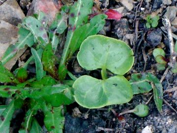 零れ種から発芽 4月18日撮影