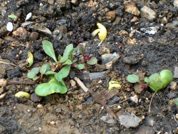 零れ種から発芽 次々発芽中...