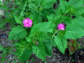 零れ種から発芽 開花しました