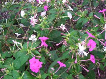 零れ種から発芽