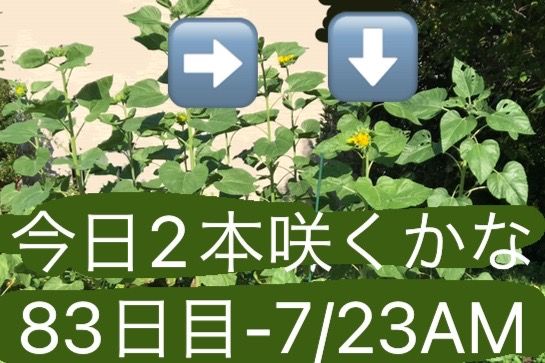 ’22夏3種のひまわり50本(成功終了) 7/23 83日目 そろそろ来るか！？