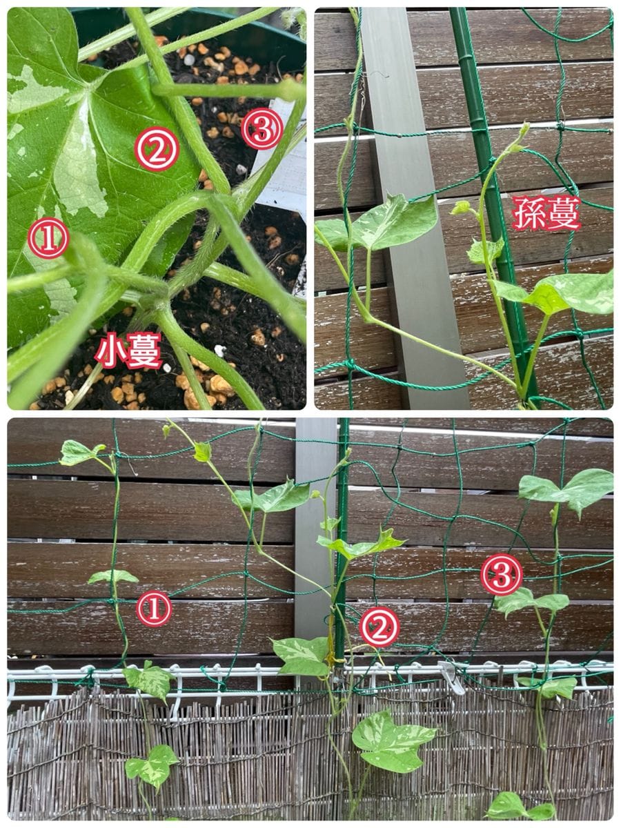 fin：初めて団十郎を育てる 摘芯中