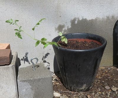 ステラミニトマト（固定種）・・種子から育てるぞ！ 屋外デビュー・・