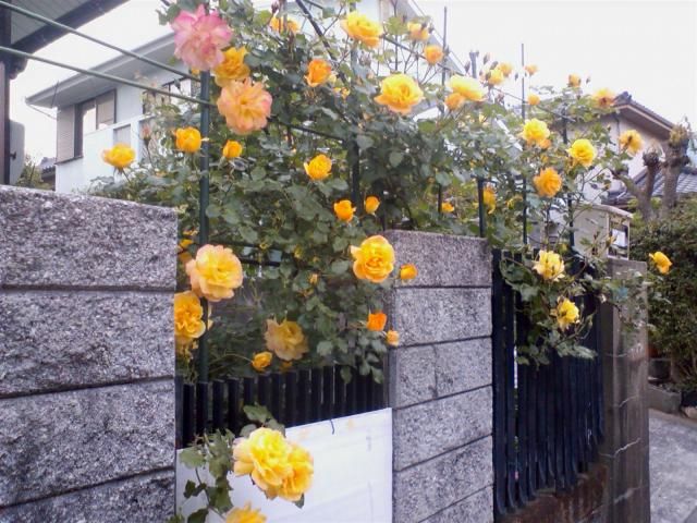 ４年目のサハラ（今年の一番花） 雨降ったけど、まだ散っていません。