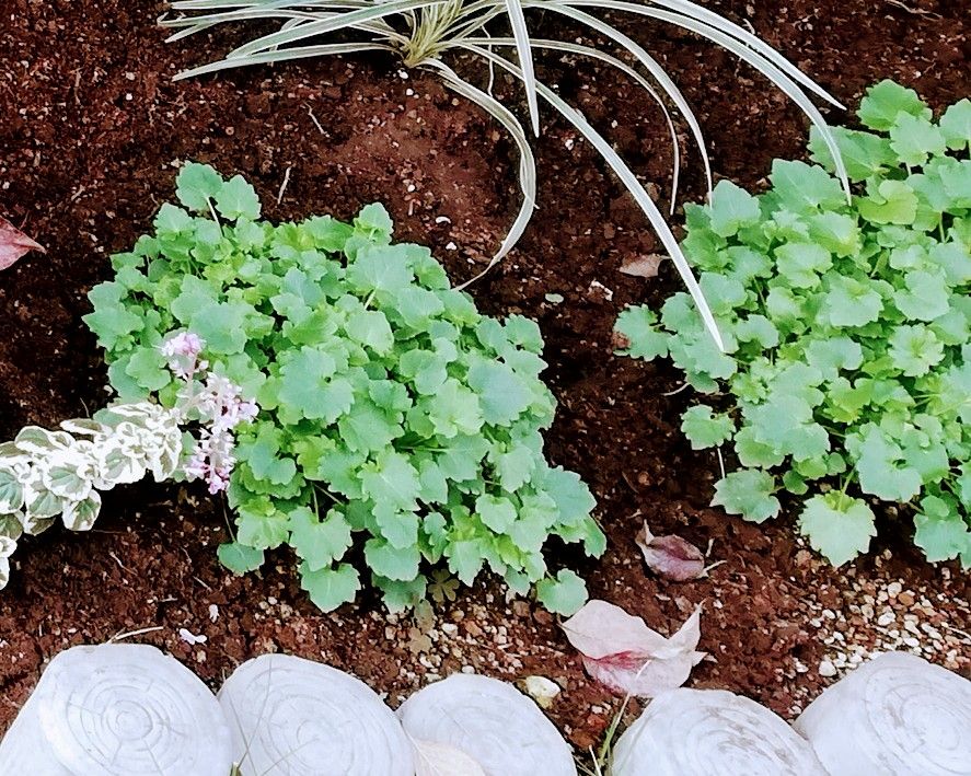 花が咲いて、名前が分かりました！ 去年の10月、かなり剪定しました。