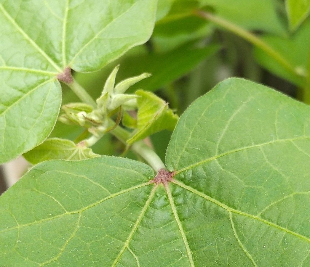 三河の地綿を種から育て隊みたいに育てたい♪ 8/6　花芽を発見！