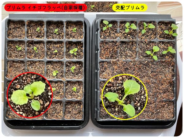 [終]2022-2023年　世界に一つだけのプリムラを咲かせよう🌸 今日の様子(07/02)