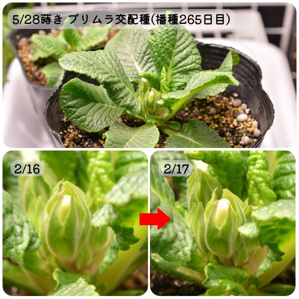 [終]2022-2023年　世界に一つだけのプリムラを咲かせよう🌸 開花はいつかな～🎵(02/17)