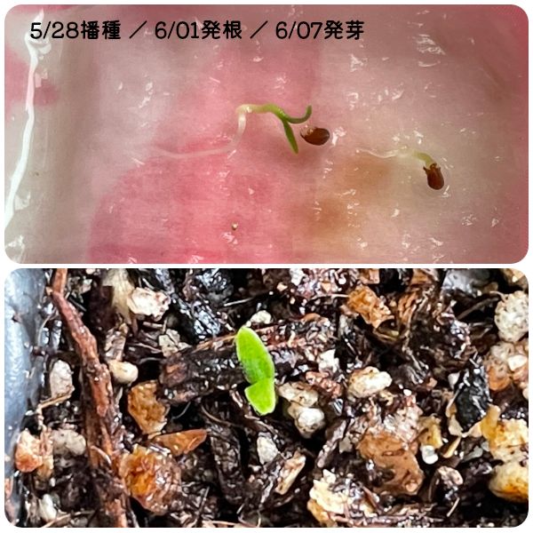 [終]2022-2023年　世界に一つだけのプリムラを咲かせよう🌸 発芽🌱(06/07)