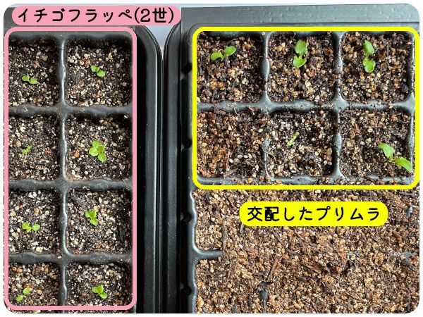 [終]2022-2023年　世界に一つだけのプリムラを咲かせよう🌸 品種の違い(06/18)