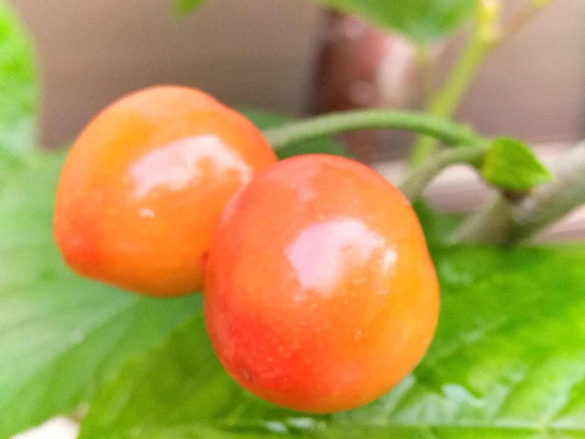 🍒ミス サクランボ🍒 2023年4月２０日