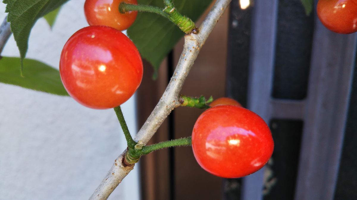 🍒ミス サクランボ🍒 2022年5月3日