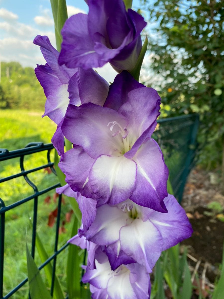 どんな花が咲くのかグラジオラス 花のアップ♪