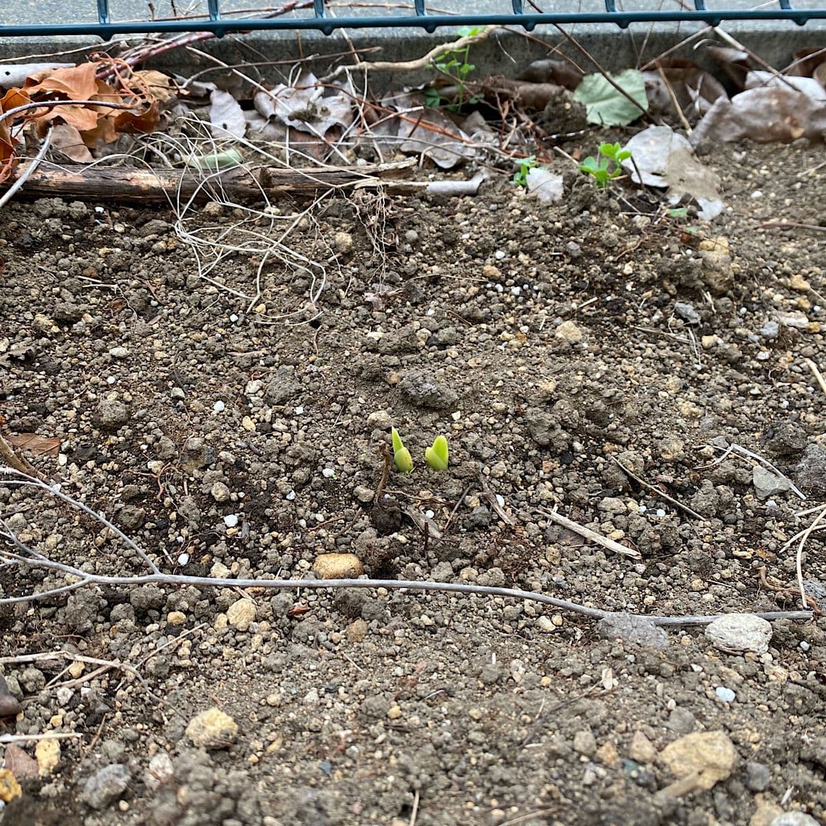 どんな花が咲くのかグラジオラス 芽が見えてきました。