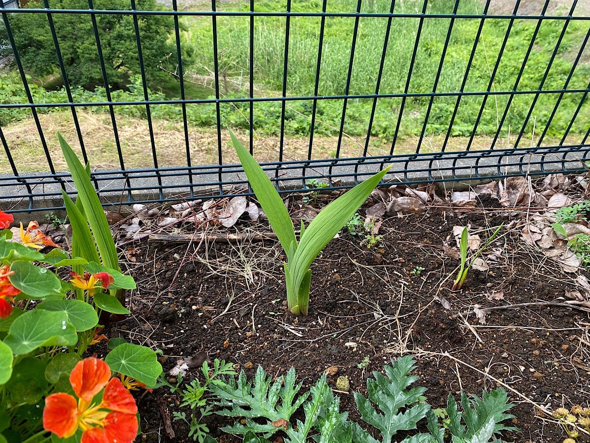 どんな花が咲くのかグラジオラス 全部芽が出てきました。