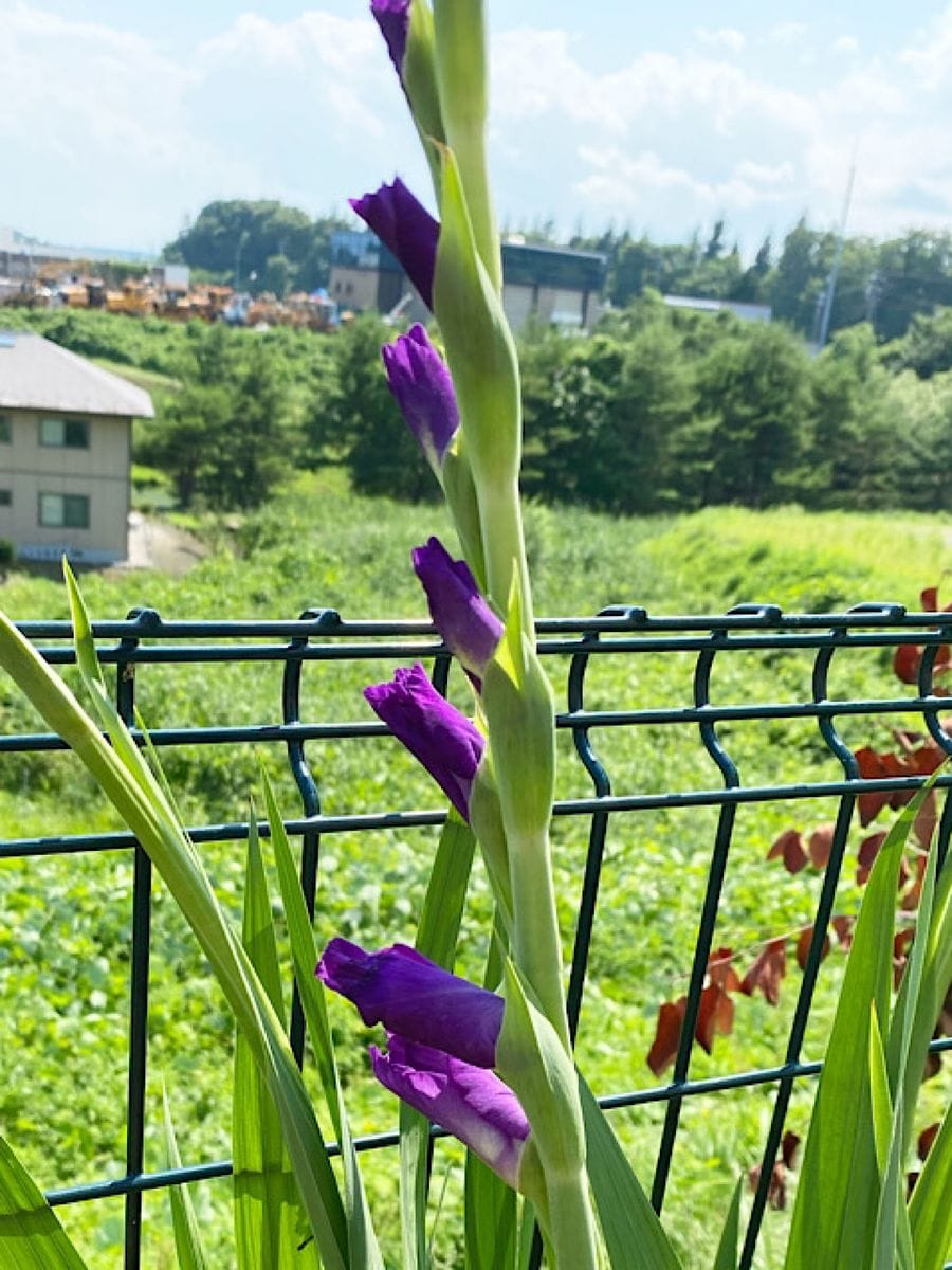 どんな花が咲くのかグラジオラス 花の色が！