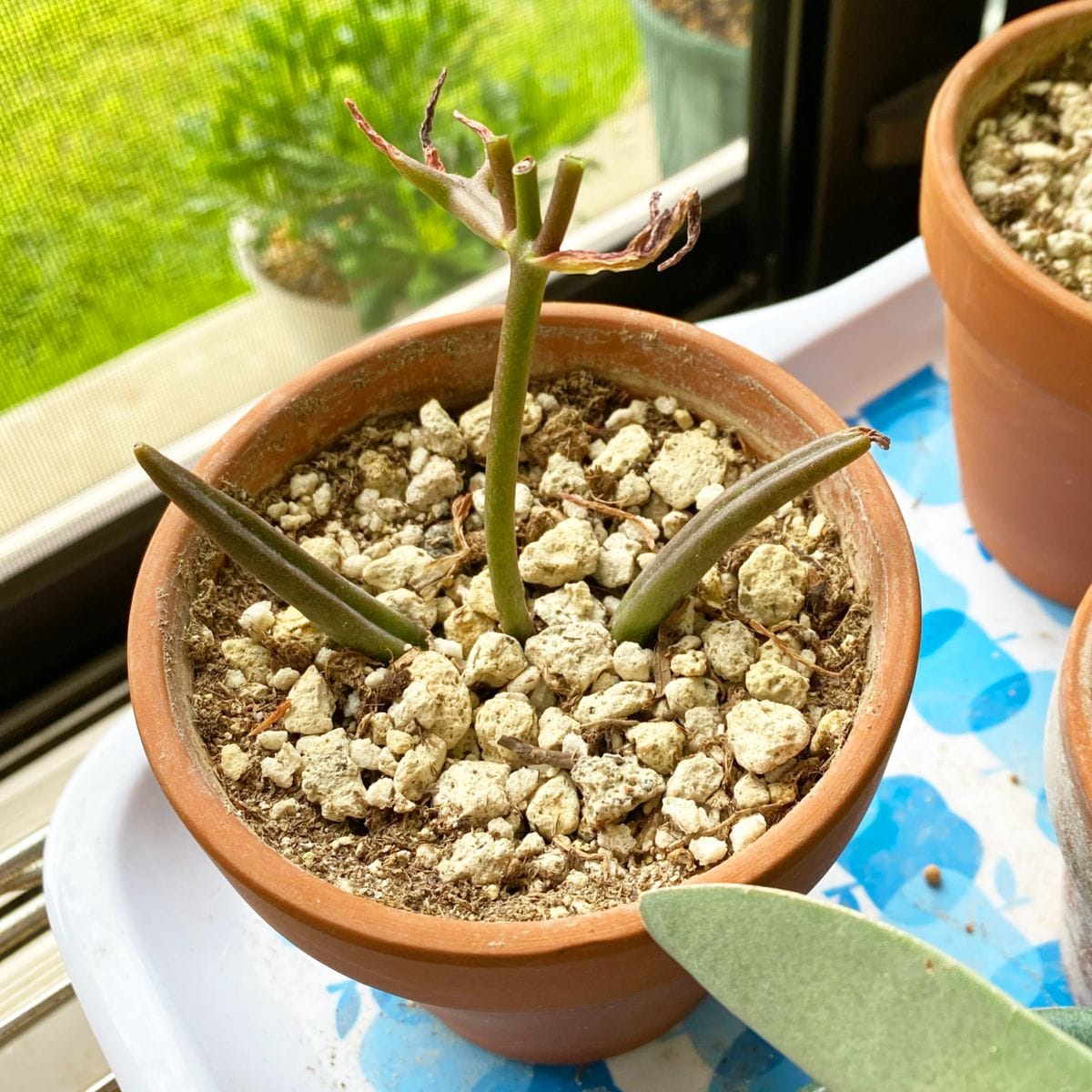 カランコエ　キューエンシスの成長記録 花茎をカット