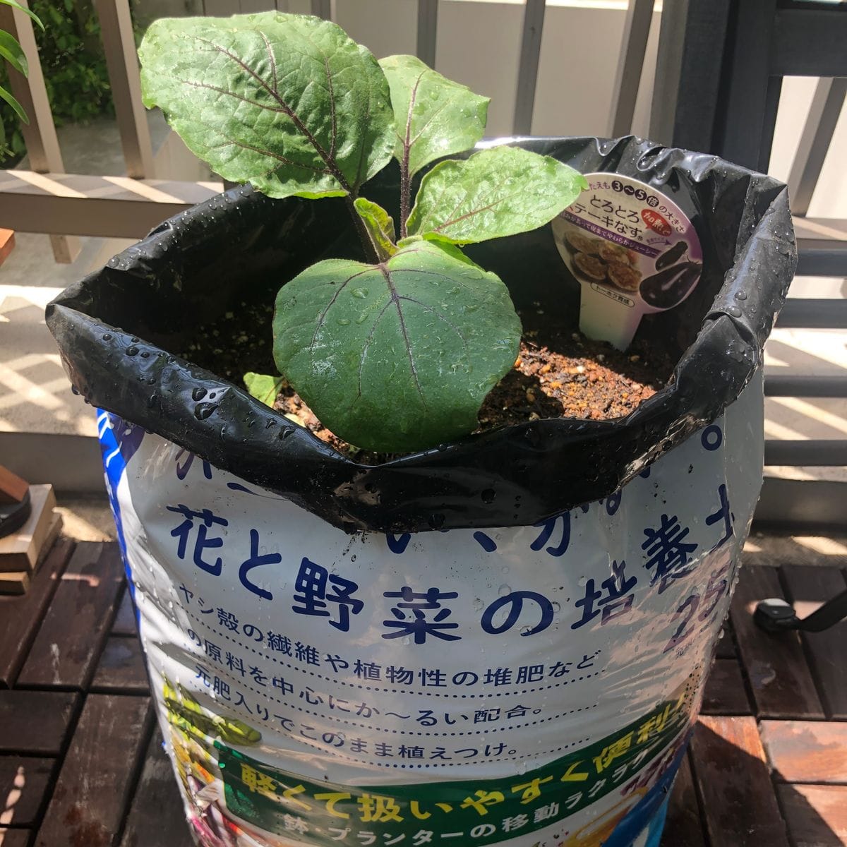 ベランダで袋栽培でも立派なナスは育てられるのか 植え付け