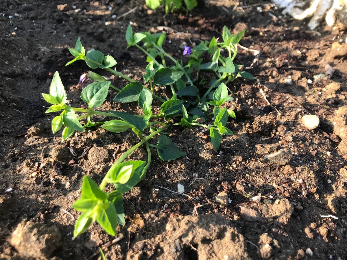 スーパートレニア〜真夏も涼しげな青い海を〜 植え付け