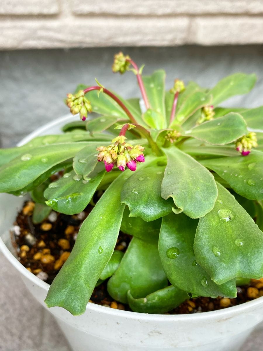 レウイシア’華さんご' 見切り品から咲かせたい！ 花色がのぞいてきました。