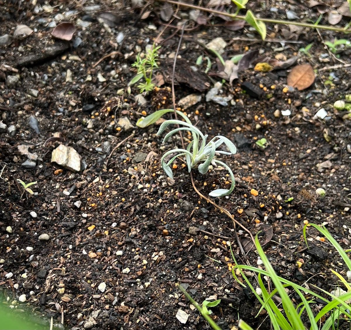 【終了】ガザニアは挿し芽で増やせます ならば地植えに