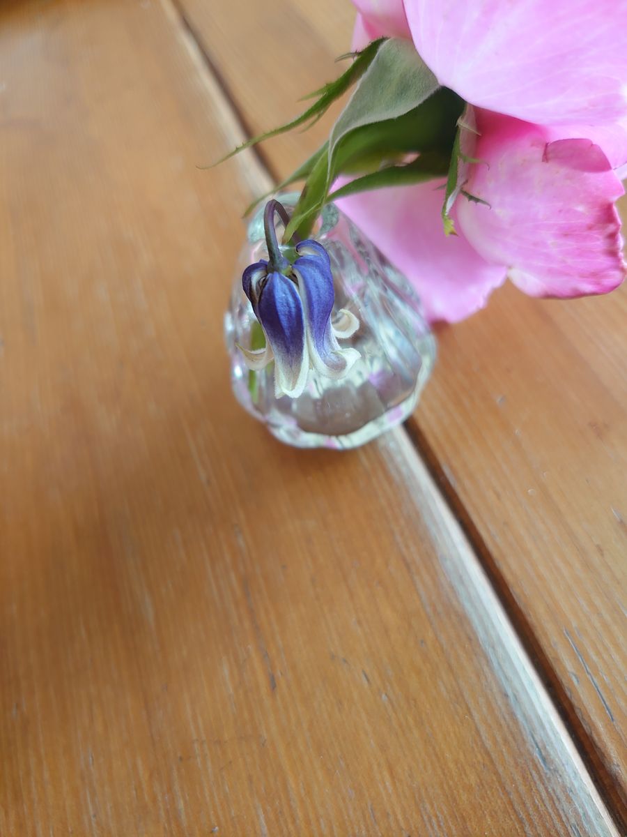 クレマチス　雫 咲き終わりの花