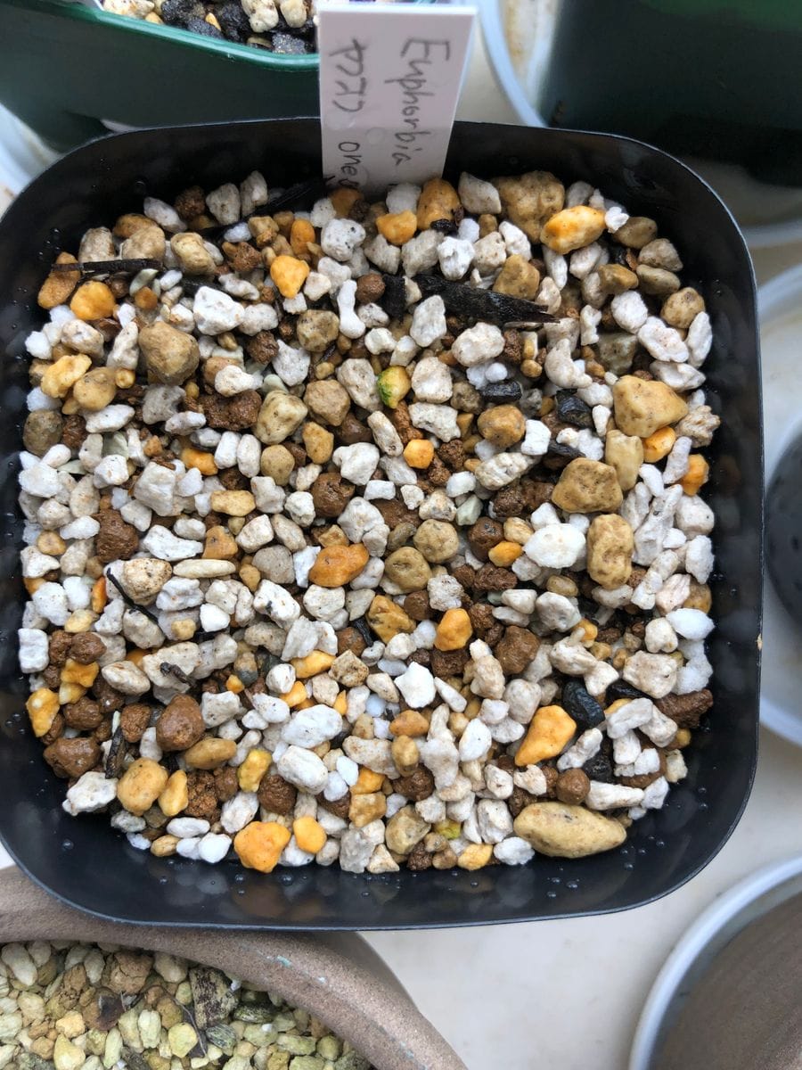 ユーフォルビア・ロベチーを種子から育てる‼️ 5月31日種子まき