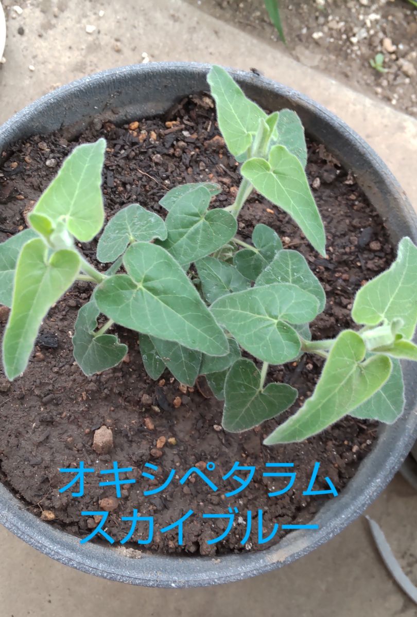 秋まで咲かせる 鉢植えにする