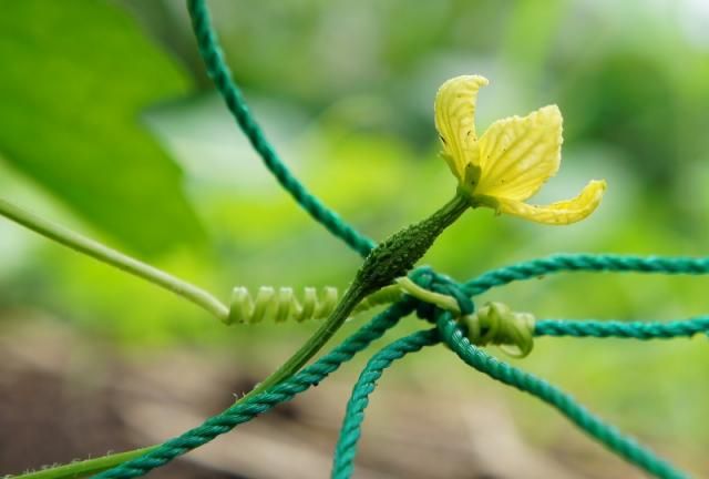 ゴーヤーとオクラを種から育てる（１） ゴヤーも開花が始まりました。