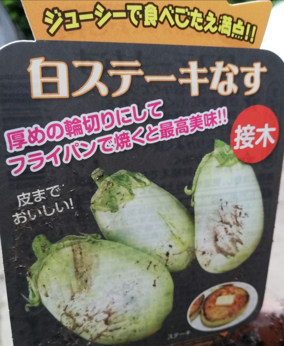 2022ステーキ茄子(白・黒) 白ステーキ茄子