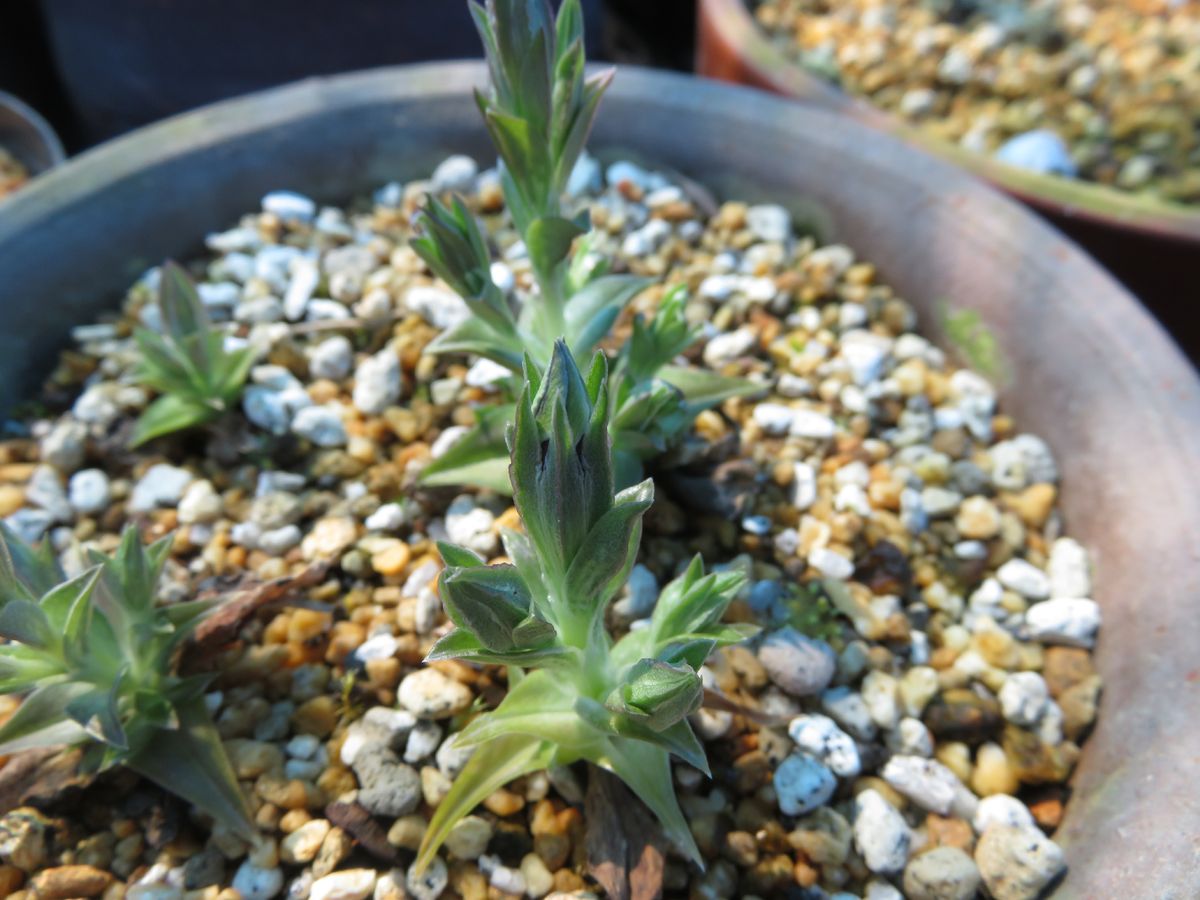 ハルリンドウ　苗植え替え 花芽が上がってきました