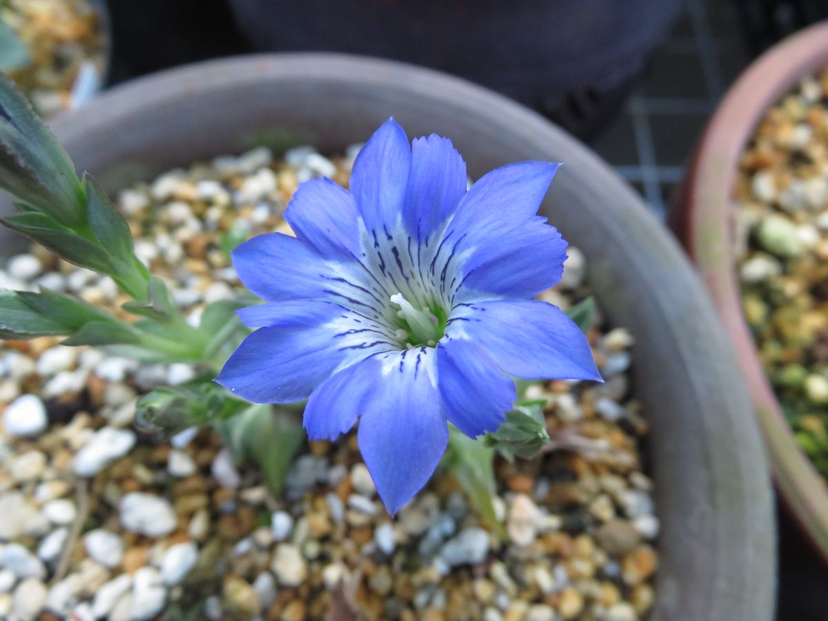 ハルリンドウ　苗植え替え 変わった花