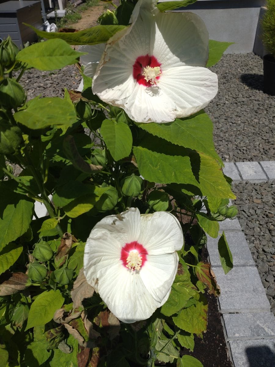 北海道でハイビスカスを地植え！ ８月６日