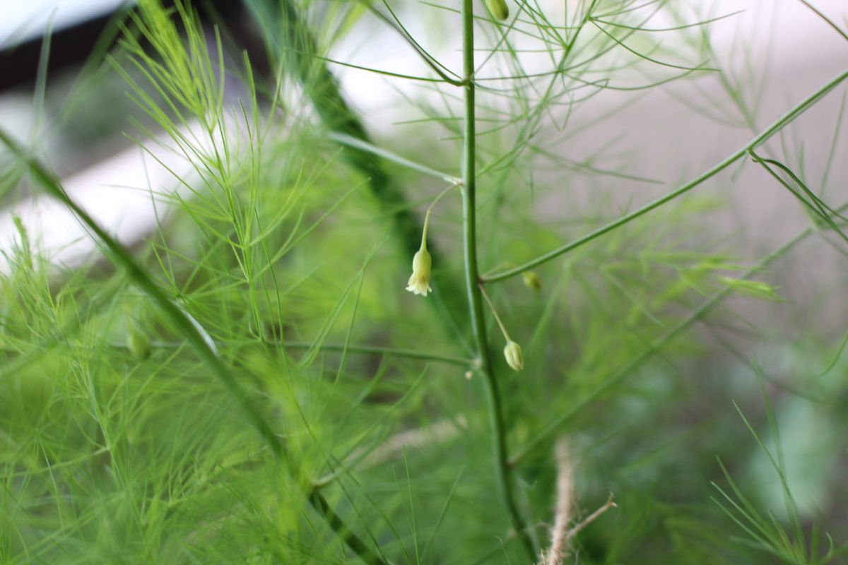 アスパラ食べたい 開花