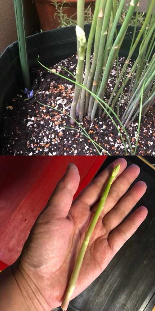 アスパラ食べたい 初収穫