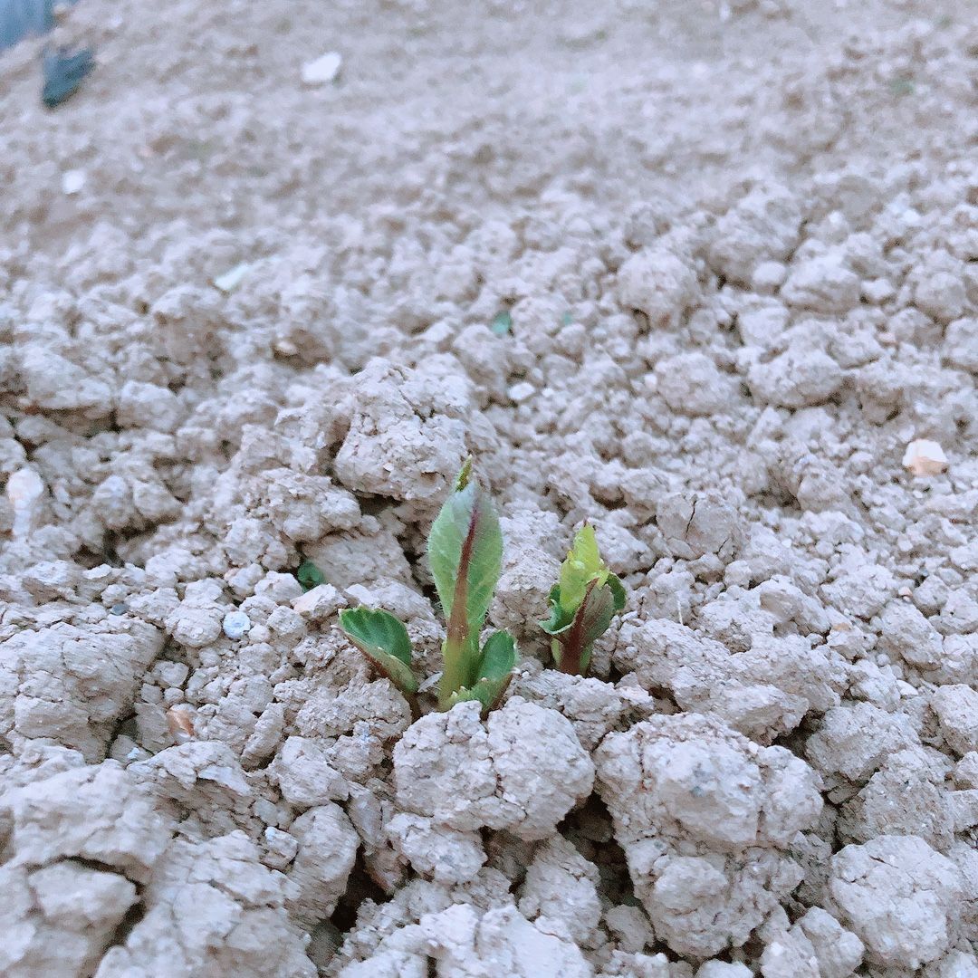 弱小ダリア球根をキレイに咲かせたい 追肥した　2022.6.15