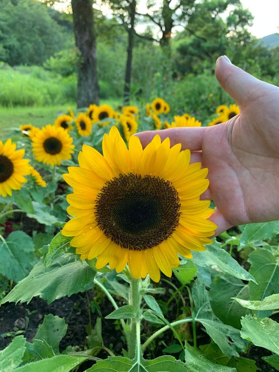 スマイルラッシュ🌻 8月3日