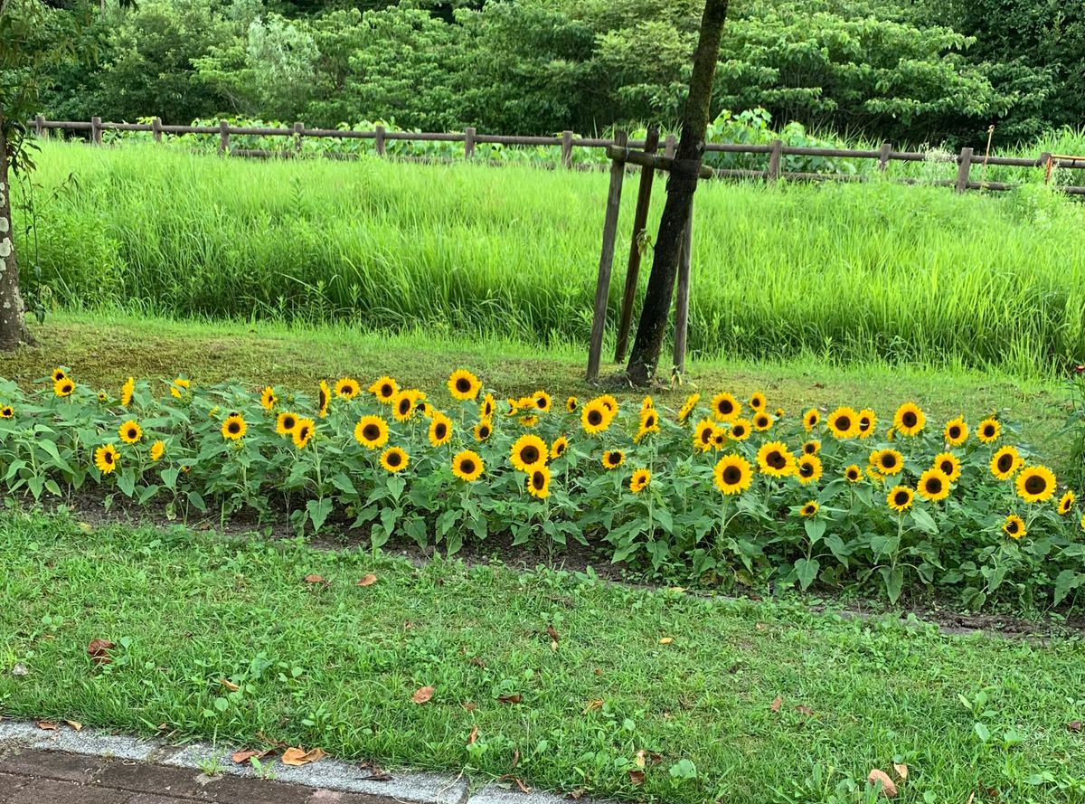 スマイルラッシュ🌻 8月3日