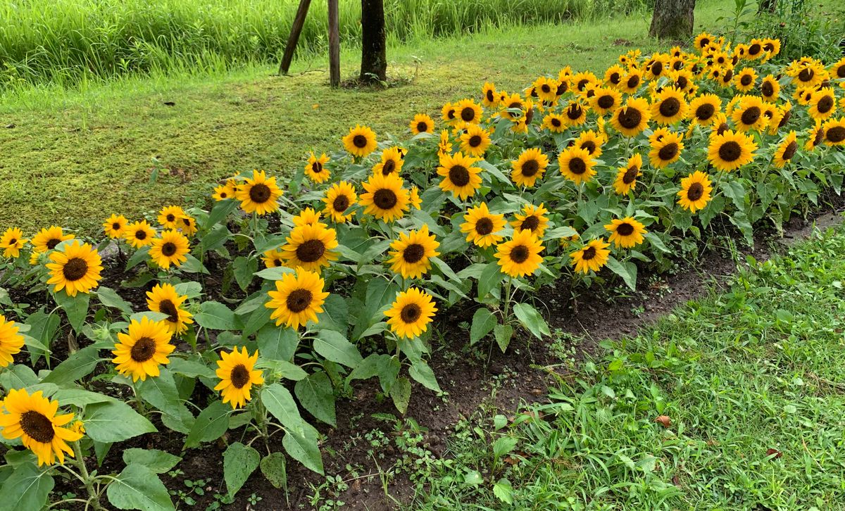 スマイルラッシュ🌻 8月9日