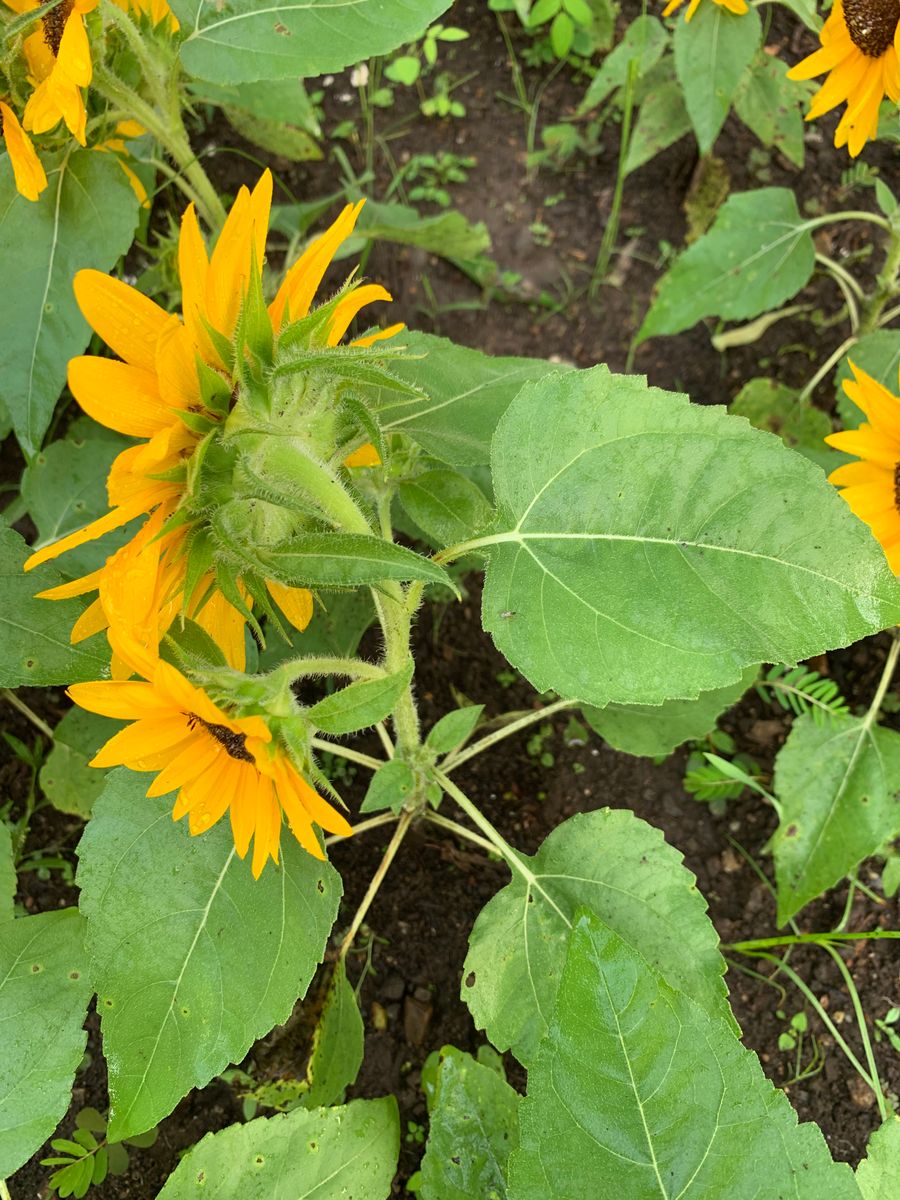 スマイルラッシュ🌻 8月9日