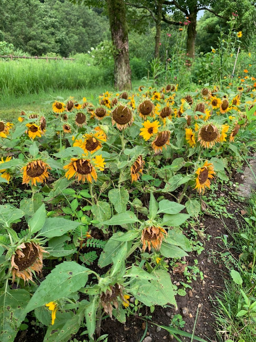 スマイルラッシュ🌻 8月15日