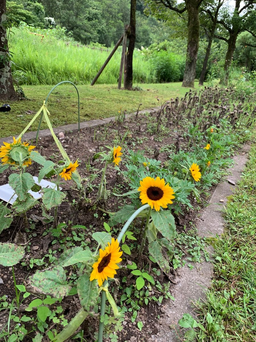 スマイルラッシュ🌻 8月29日　無残な第2弾