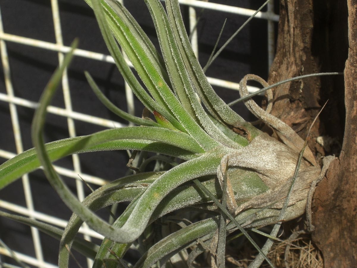 夜霧よ今夜も有難う！カプトメドゥーサの開花 花芽かな？