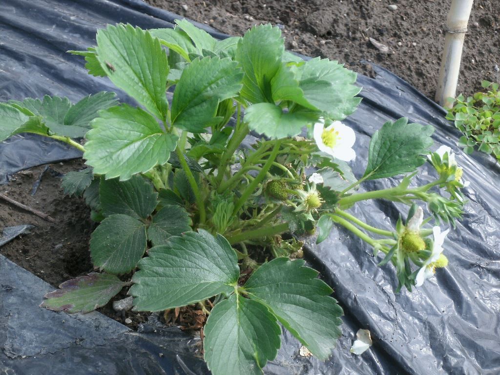 イチゴの鈴なり栽培 花咲