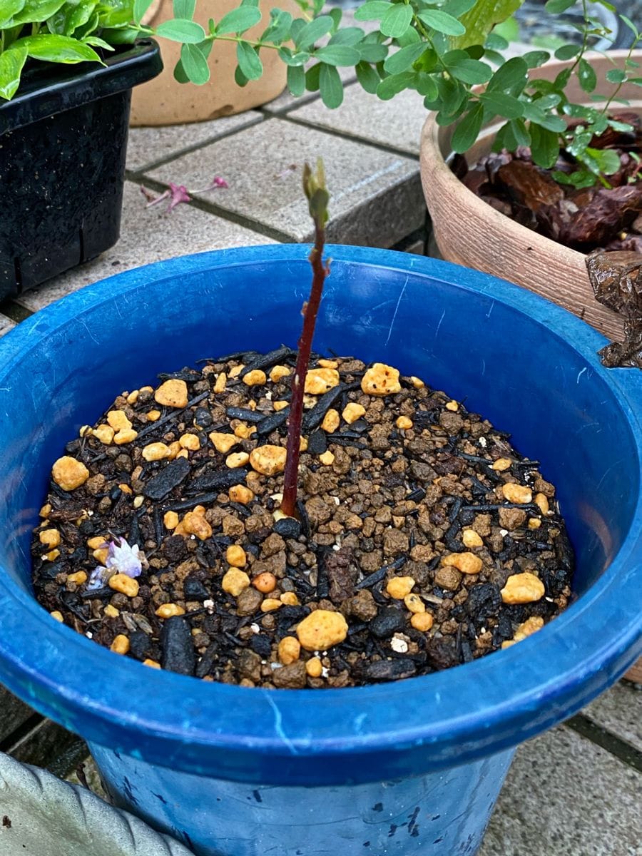 やっぱり種を捨てられないアボカドの栽培記録（その二） 芽が伸びてきた