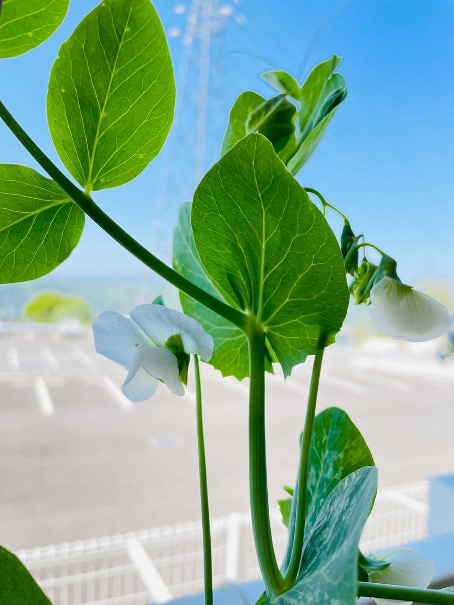 サヤエンドウ（絹さや）の栽培 開花