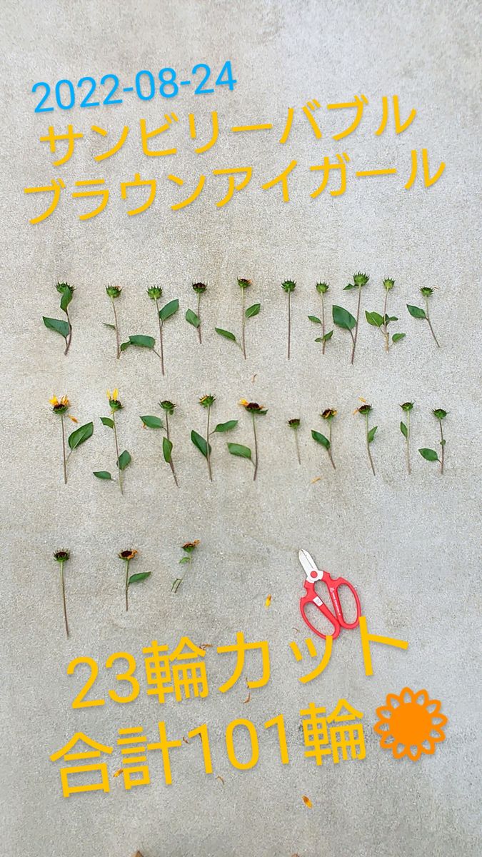 目指せ1000輪ひまわり🌻 花がら集め( ˘ ³˘)♥