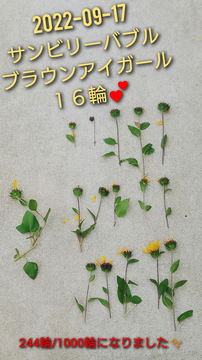 目指せ1000輪ひまわり🌻 あと少しで250輪✨