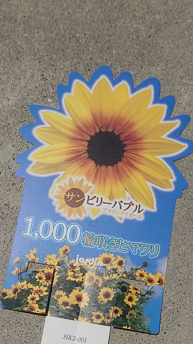 目指せ1000輪ひまわり🌻 ついにゲット🎵